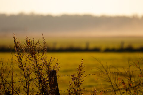 Felder Wiesen und Auen