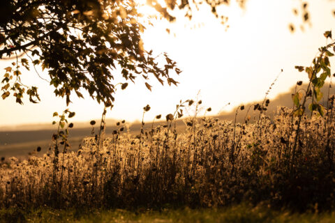 Herbstfeld bei untergehender Sonne