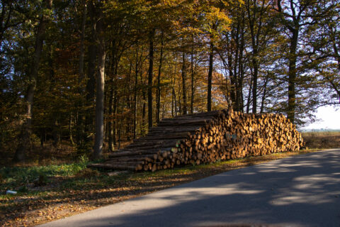 Holzstapel im Wald im Herbst in Mecklenburg Vorpommern