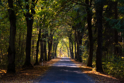 Waldstraße Allee in Mecklenburg Vorpommern