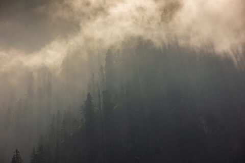 Berge Baumwipfel Nebel Natur