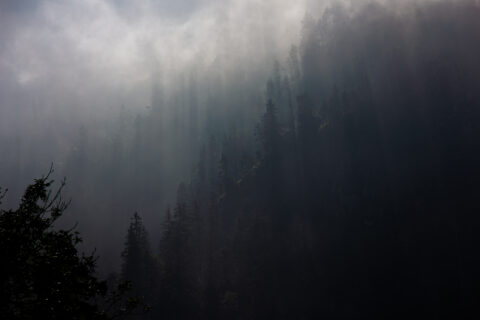 Berge Baumwipfel Nebel Natur