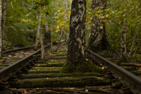 Schienenwald im Südgelände Berlin