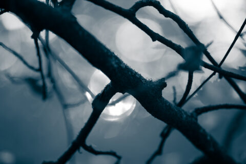 Zweige im blauen Nebel