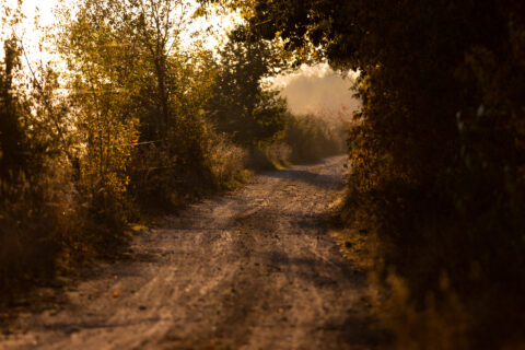 Feldweg im Sonnenuntergang