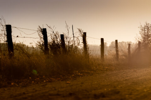 Feldweg im Sonnenuntergang