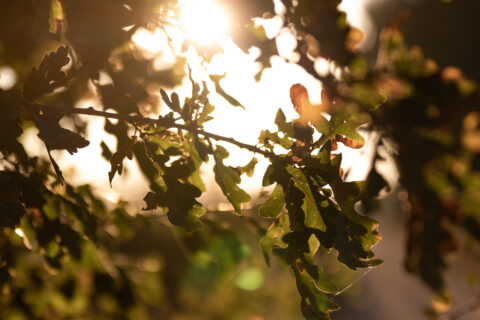 Herbstblätter Eiche im Sonnenuntergang