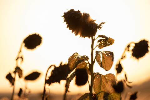 Sonnenblumen im Sonnenuntergang