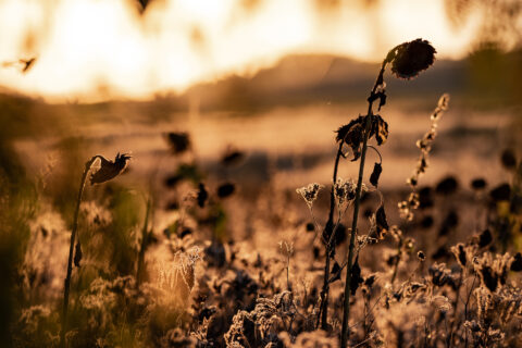Sonnenblumen im Sonnenuntergang