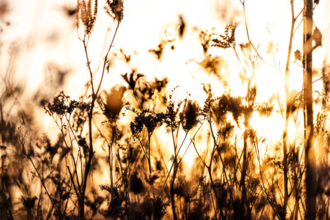 Pflanzen im Sonnenuntergang