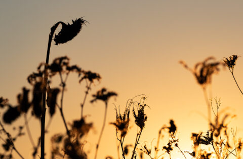 Sonnenblumen im Sonnenuntergang