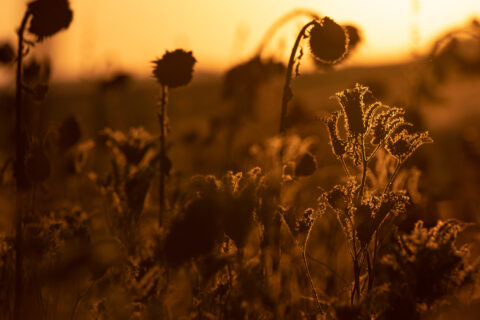 Sonnenblumen im Sonnenuntergang