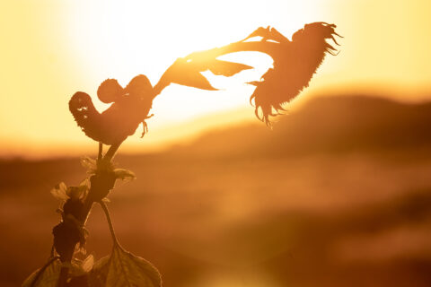 Sonnenblume im Sonnenuntergang