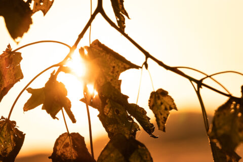 Herbstblätter im Sonnenuntergang