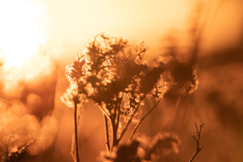 Feld im Sonnenuntergang