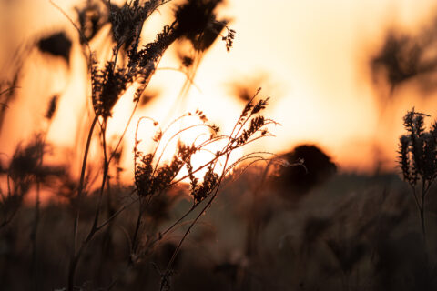 Feld im Sonnenuntergang