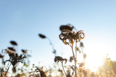 Naturaufnahme Feld mit blauem Himmel und vertrockneten Pflanzen