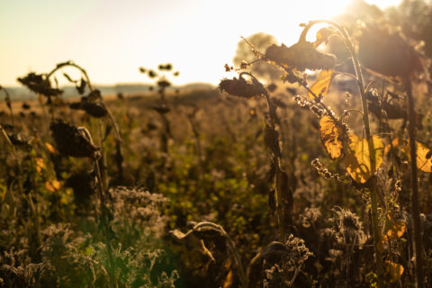 Naturaufnahme Herbst bei tiefstehender Sonne