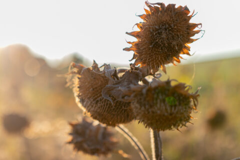 Sonnenblume abgeblüht im Herbst