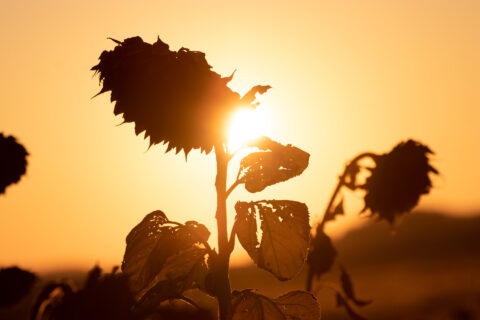 Sonnenblume bei Sonnenuntergang