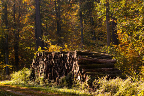 Holzstapel im Wald - Herbstfoto