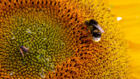 Sonnenblume mit Biene Nahaufnahme Makro