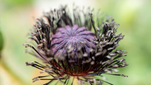 Mohnblüte Makro Nahaufnahme