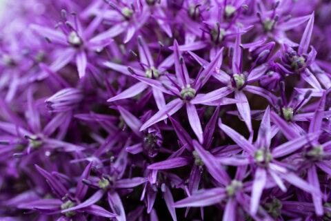 Zierlauch lila Nahaufnahme Makro