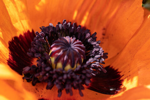 Mohnblüte Makro Nahaufnahme