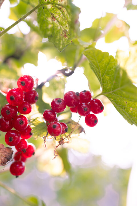 Johannisbeeren im Sonnenschein