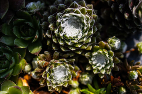 Pflanze Makro Nahaufnahme