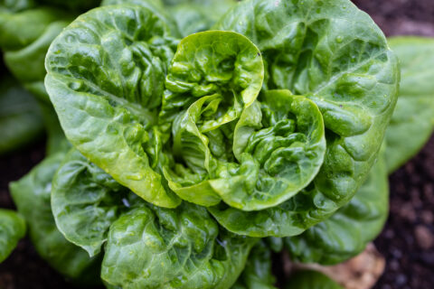 Salatkopf - Kopfsalat