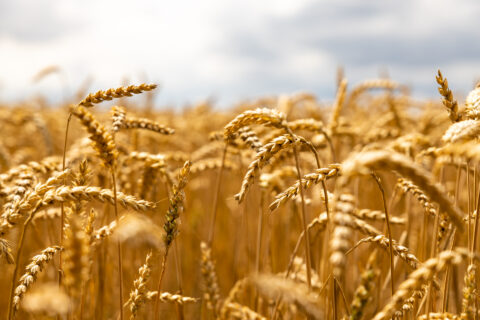 Weizenfeld im Sommer