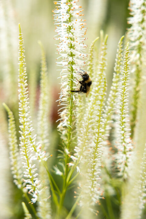 Biene an einer Blume Makro