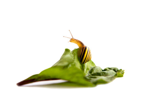 Schnecke auf einem Salatblatt