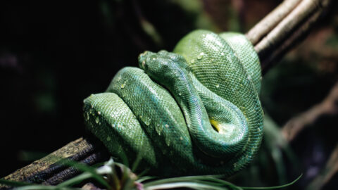 Grüne Schlange auf einem Ast