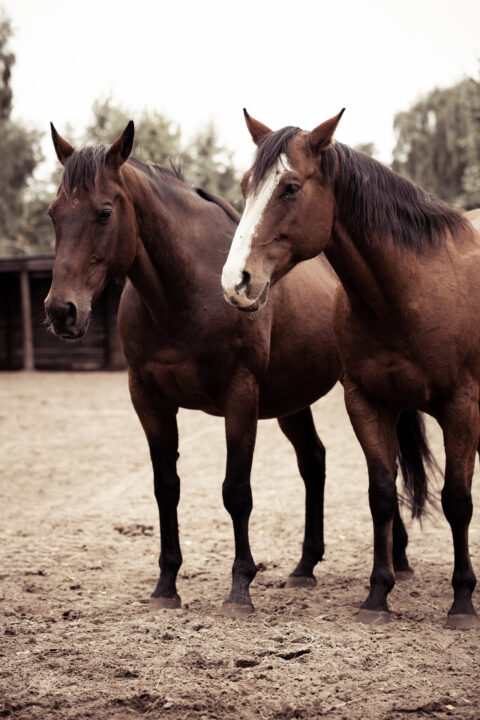 Pferde auf der MQ Ranch