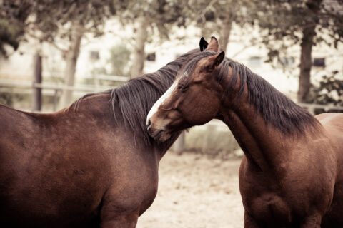 Pferde auf der MQ Ranch putzen sich gegenseitig