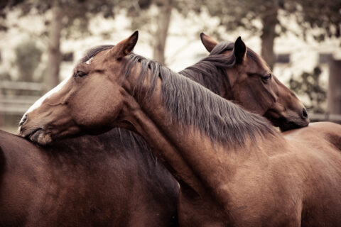 Pferde auf der MQ Ranch putzen sich gegenseitig