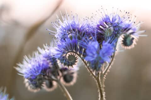 Herbstblume Mecklenburg Vorpommern